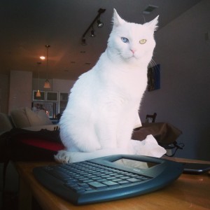 Barry White Cat Turkish Angora