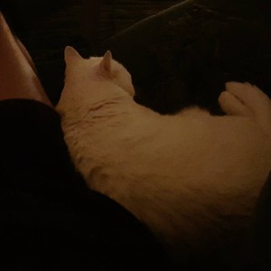 Barry White Cat Turkish Angora