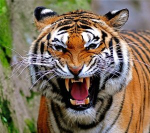 Got Git Em Tiger on Biznology