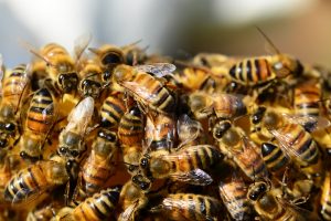 honey-bees-326334
