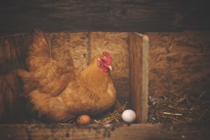 Hen with chicken eggs