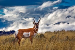 The pronghorn (Antilocapra americana) is a species of artiodactyl mammal indigenous to interior western and central North America.